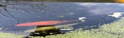 Koi Carp fish for sale: Five beautiful Koi Carp for sale in Caerphilly - Advert 2