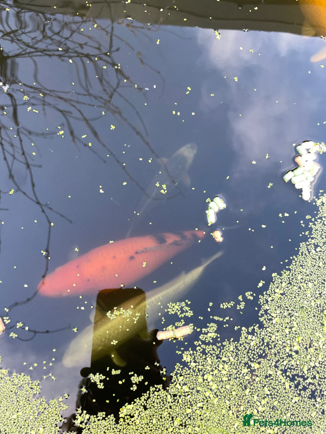 Koi Carp fish for sale: Five beautiful Koi Carp for sale in Caerphilly - Advert 2