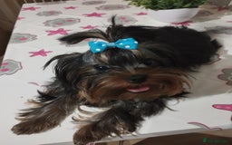Yorkshire Terrier dogs for sale: 💝💝💝Both sides many champions 💝💝💝 in Leeds - Image 4