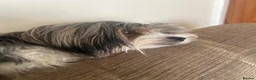 Yorkshire Terrier dogs for sale: Two biewer terrier brothers - Advert 3