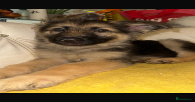 German Shepherd dogs - Advert 11