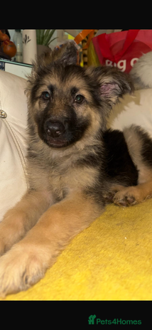 German Shepherd dogs - Advert 3