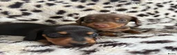 Miniature Dachshund dogs for sale: Gorgeous Smooth Haired Mini Dachshunds🐾 in Worcester - Advert 6