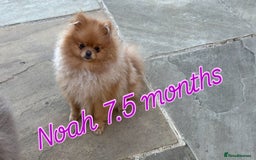 Pomeranian dogs for stud: 1.6kg Chocolate producer ovulation test included  - Image 7