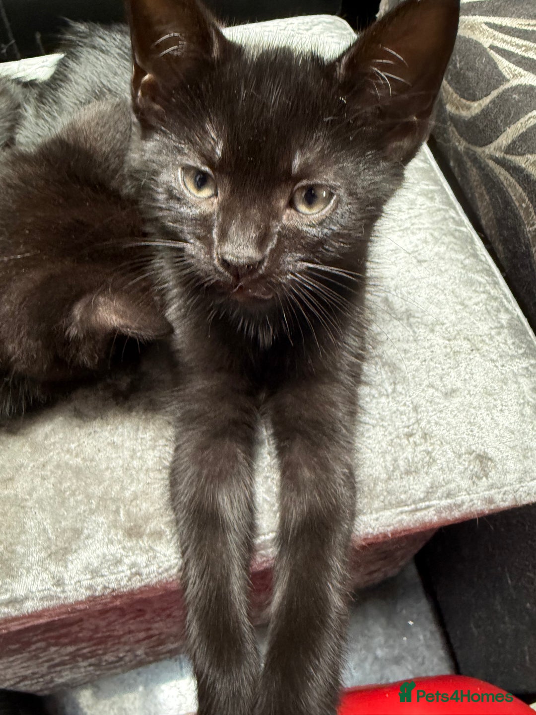 Mixed Breed cats for sale: Kittens  - Image 8