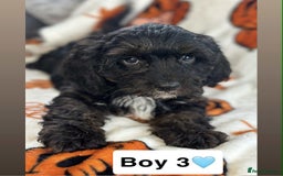 Cavapoo dogs for sale: DNA clear Cavapoo’s  - Image 8