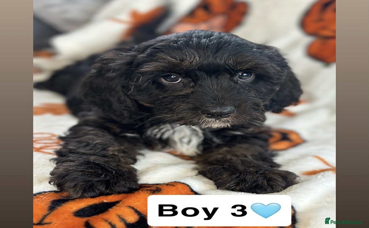 Cavapoo dogs - Advert 5