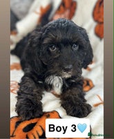 Cavapoo dogs - Advert 4