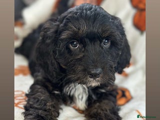 Cavapoo dogs - Advert 2