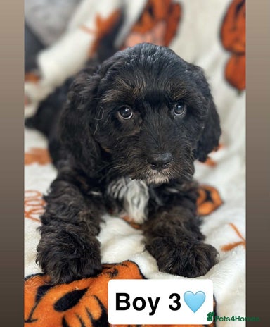 Cavapoo dogs - Advert 5