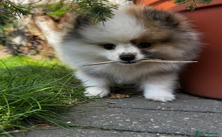 Pomeranian dogs - Advert 11