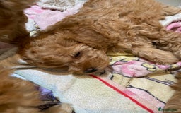 Toy Poodle dogs for sale: Toy Poodle Pups 5 🌟 Council License  - Image 5