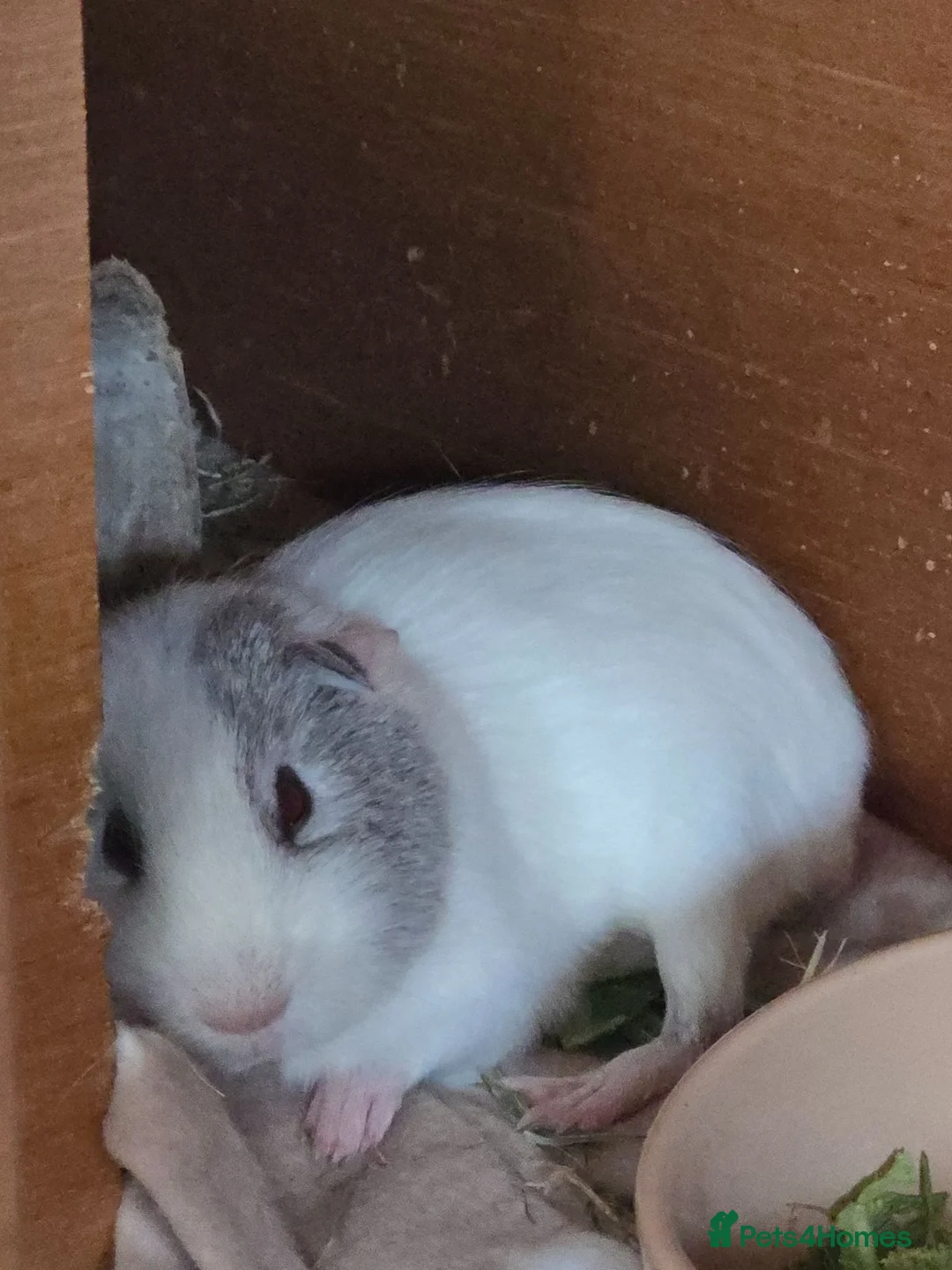 Guinea Pig rodents for sale: Free Baby Male Boar Guinea Pig 14 Weeks Old - Advert 2