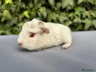 Guinea Pig rodents Gorgeous baby guinea pigs - Advert 6