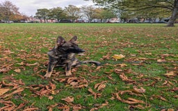 German Shepherd dogs for sale: German Shepherd puppies  in Scunthorpe - Image 5