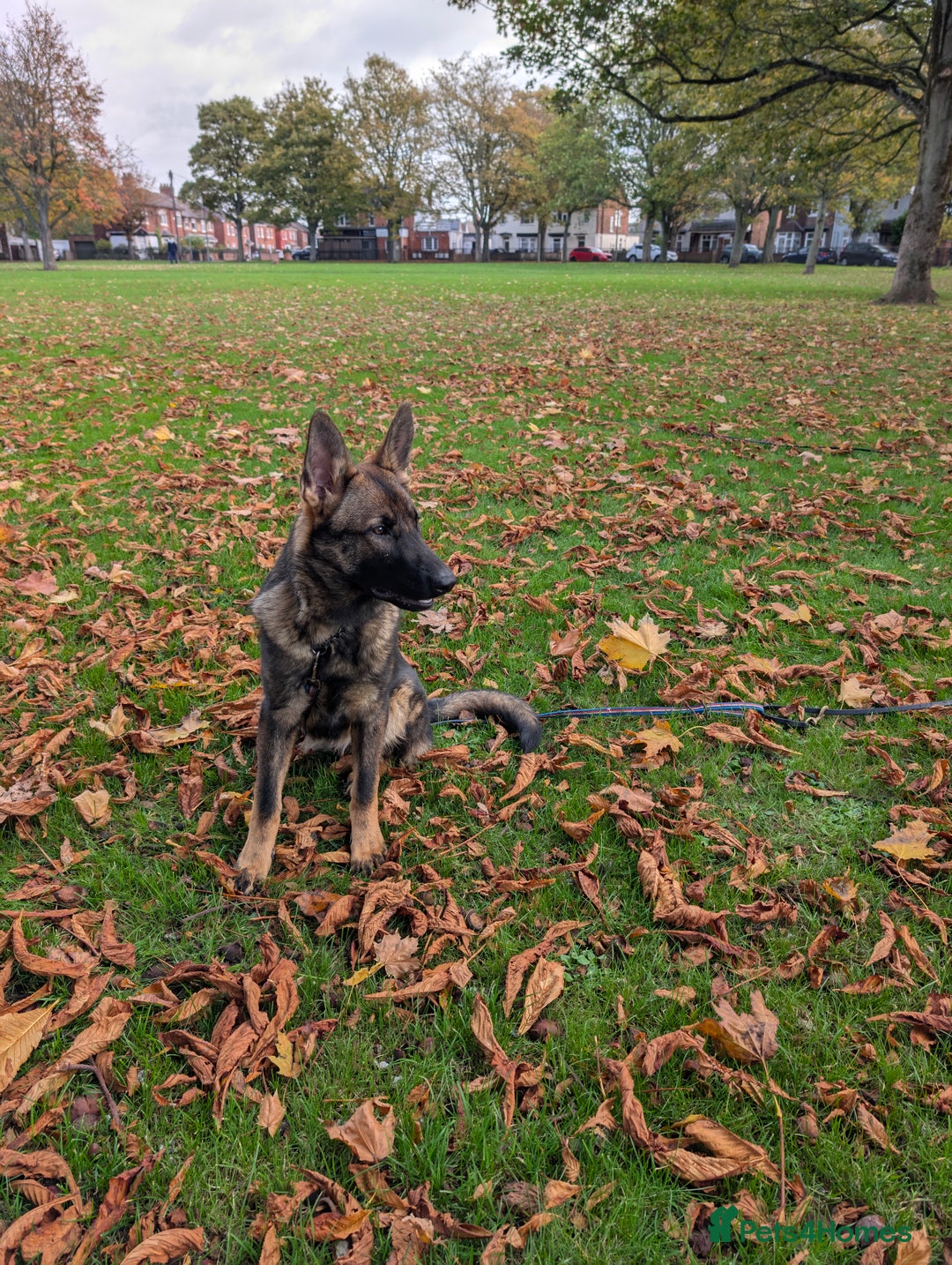 German Shepherd dogs for sale: German Shepherd puppies  in Scunthorpe - Image 5