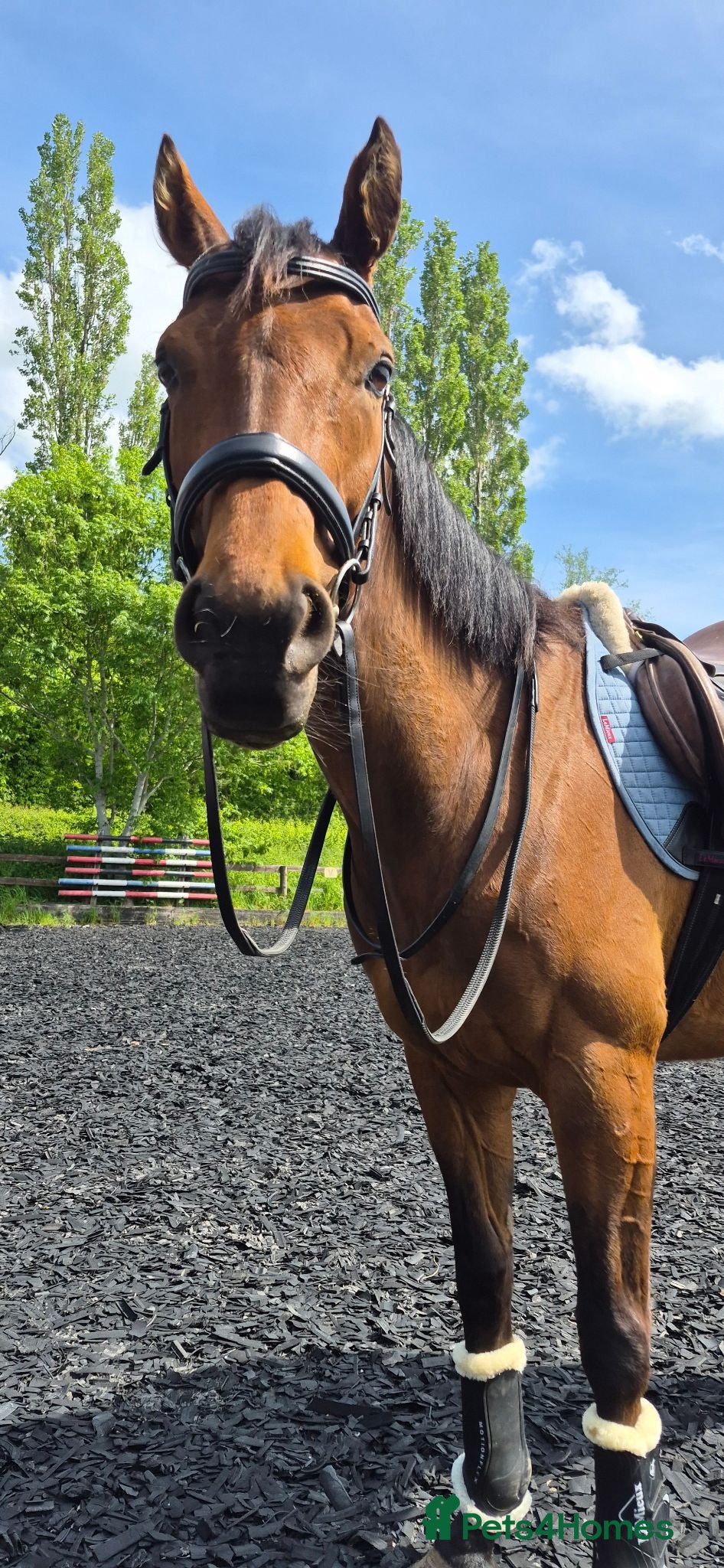 English Thoroughbred horses **Talented project Ex Racehorse** - Advert 1