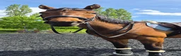 English Thoroughbred horses for sale: **Talented project Ex Racehorse** - Advert 1
