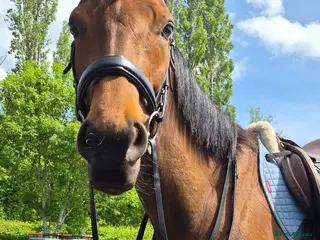 English Thoroughbred horses **Talented project Ex Racehorse** - Advert 1
