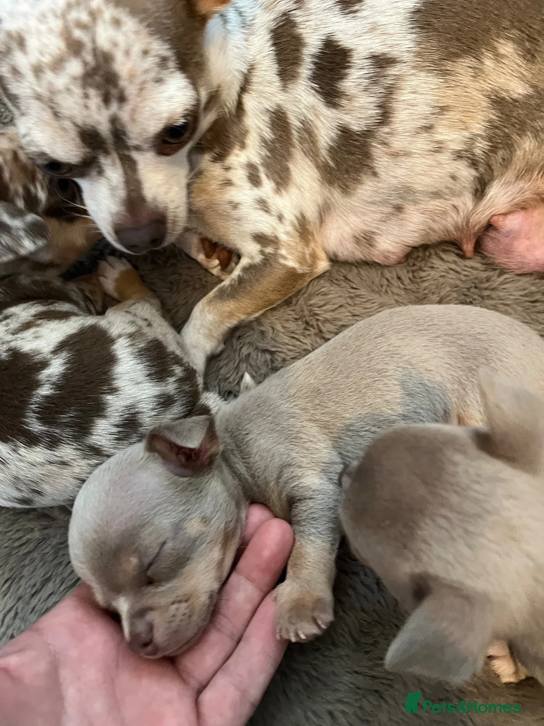 Chihuahua dogs for sale: Apple head chihuahuas  - Advert 2