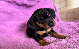 Dachshund dogs for sale: Stunning Dachshund Puppies  - Image 23