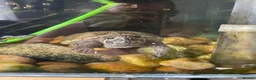 Turtle reptiles for sale: 2x Turtles with tank and setup  in Rochester - Advert 3