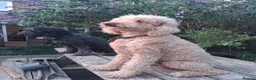 Standard Poodle dogs for sale: Standard Poodle Pups, KC Pedigree, All sold - Advert 14