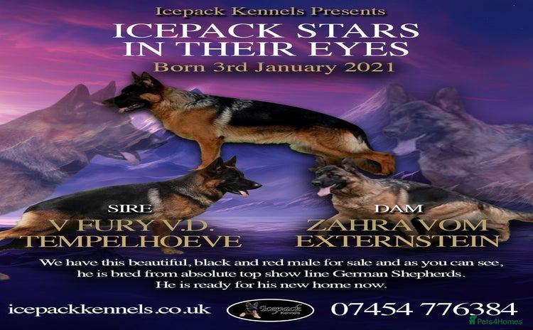 German Shepherd dogs - Advert 4