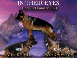 German Shepherd dogs - Advert 17