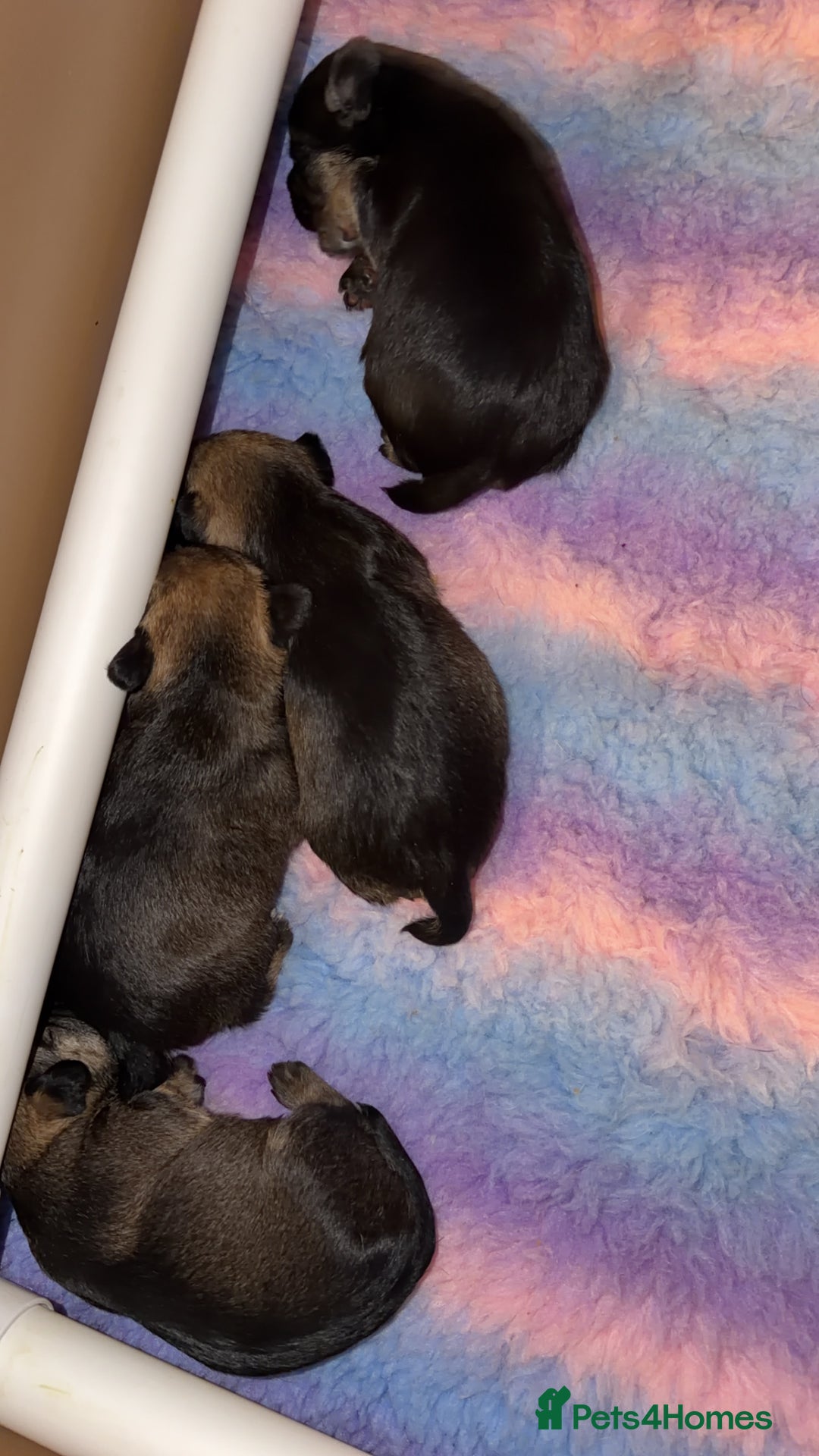 Border Terrier dogs for sale: Kc registered outstanding Border Terrier Pups  - Advert 4