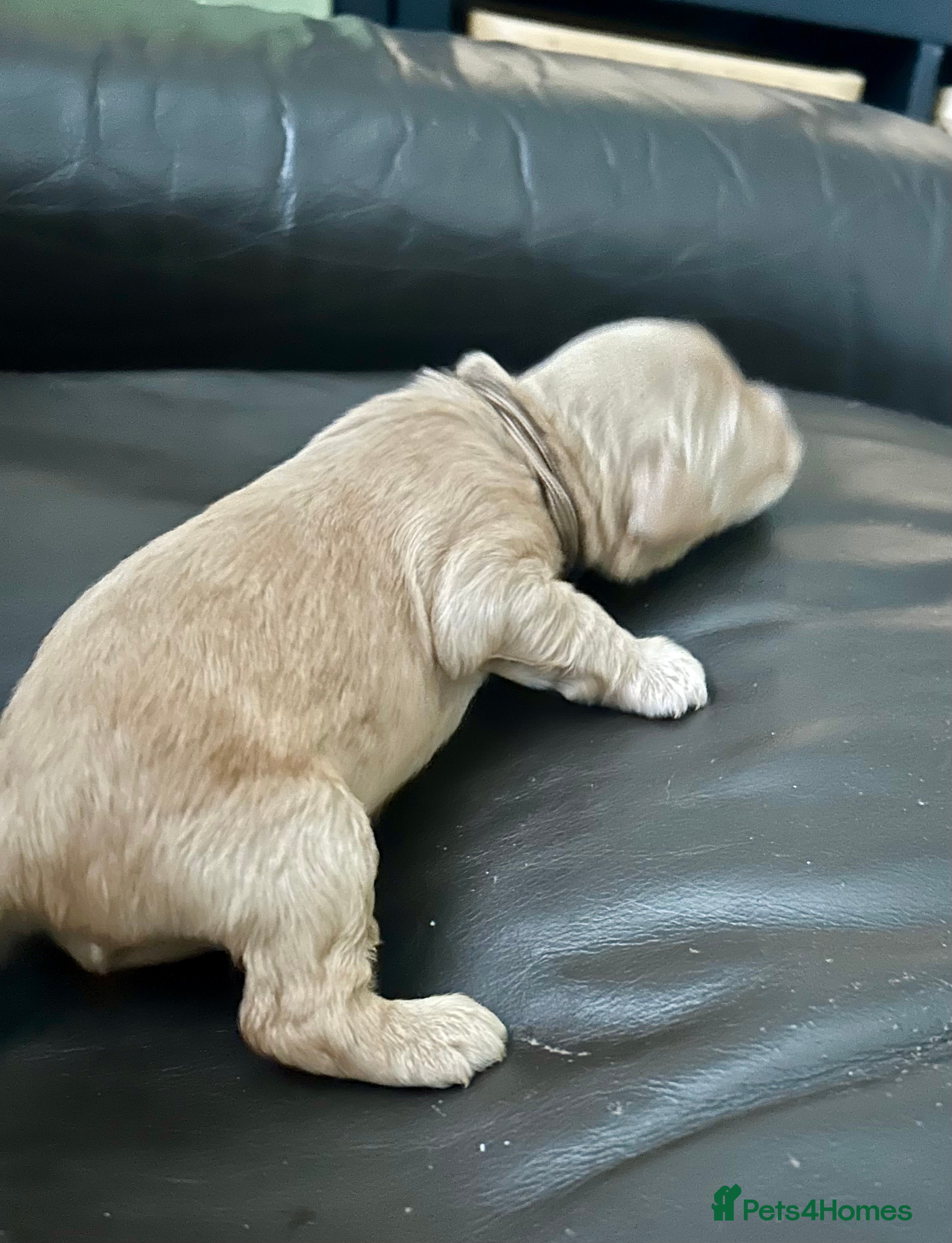 Labradoodle dogs Cute 🥰 Miniature Labradoodle Pups  - Advert 2
