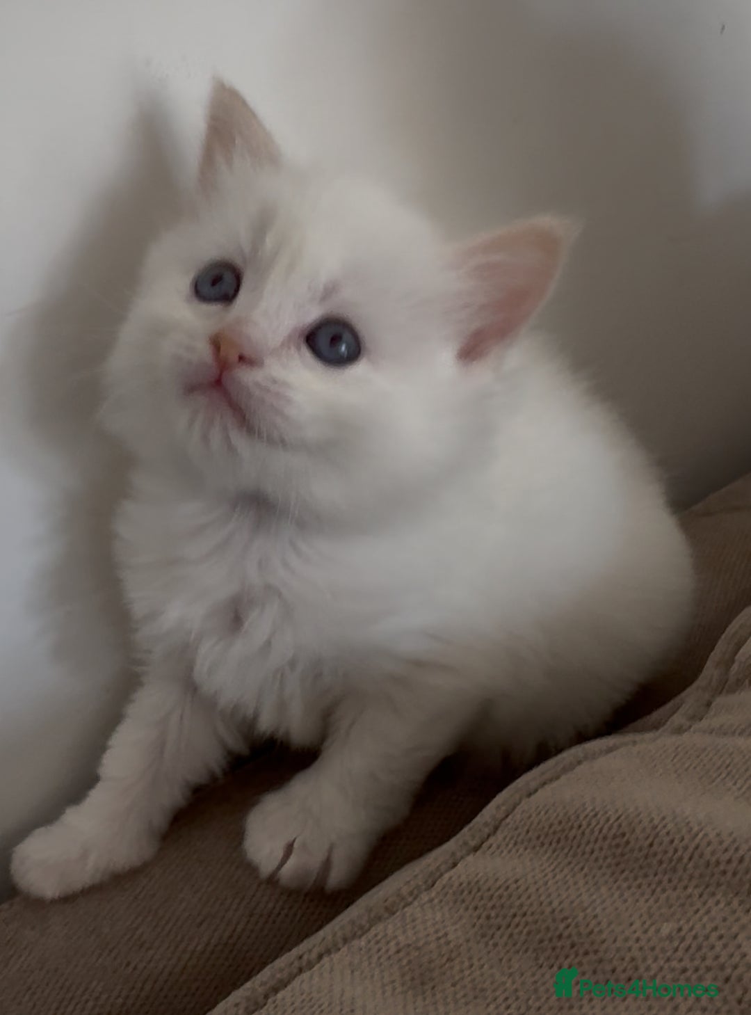 Ragdoll cats for sale: GCCF registere ragdoll kittens ready now 🐱 😍 in Berkhamsted - Image 11