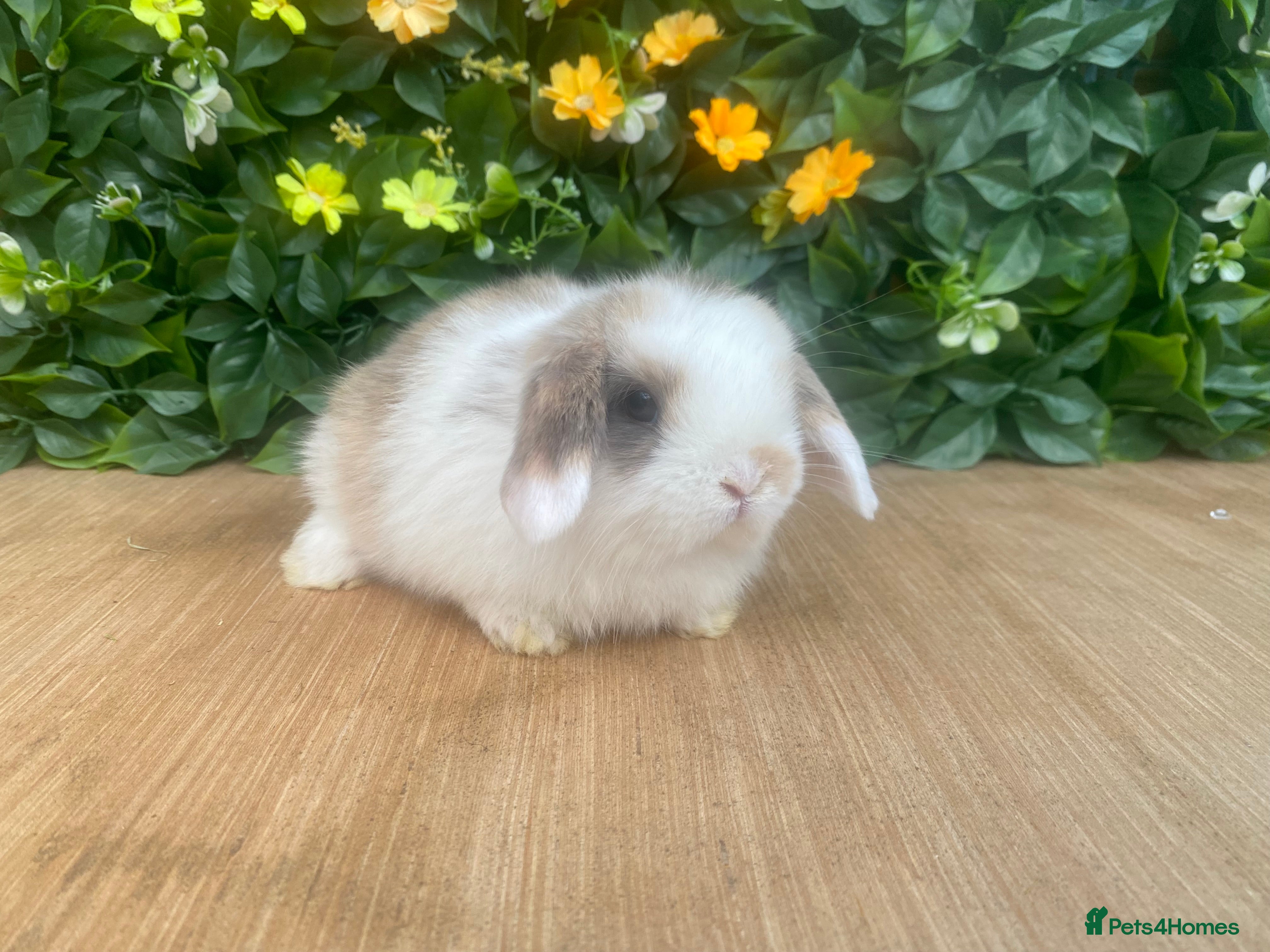 Mini Lop rabbits Mini lops ( Est since 2014 )  - Advert 15