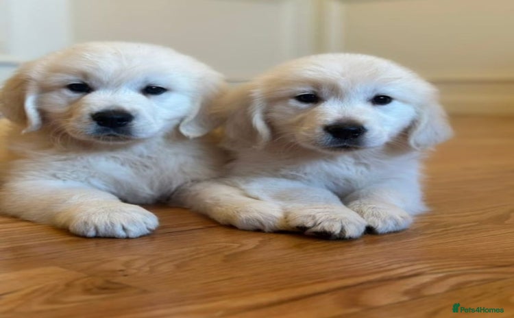 Golden Retriever dogs - Advert 9