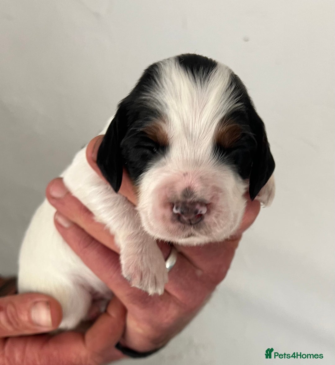 Cocker Spaniel dogs for sale: KC COCKER PUPS TRI BLACK TAN WHITE RED BLUE ROAN - Image 13