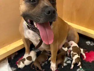 Staffordshire Bull Terrier dogs Stunning litter of 5 red/pied Staffies. Coi 3.8% - Advert 1