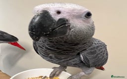 Parrots birds for sale: Hand Raised African Grey Parrots - Image 2