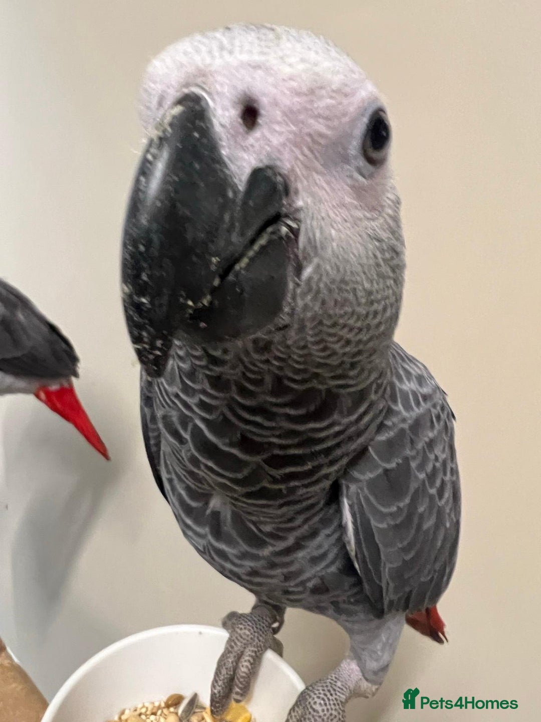 Parrots birds for sale: Hand Raised African Grey Parrots - Image 2