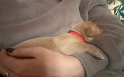 Labrador Retriever dogs for sale: Fox red labradors available now  - Advert 11