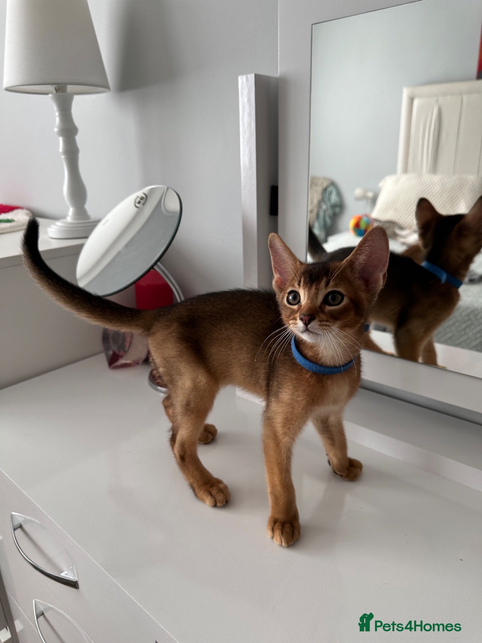 Abyssinian cats Last one boy ready to go🌟 - Advert 8