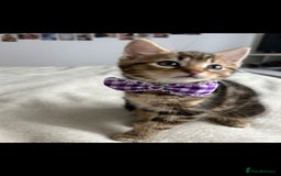 Bengal cats for sale: Pedigree bengal kittens available from 18/11/2025 - Advert 12