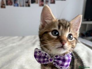 Bengal cats Pedigree bengal kittens available from 18/11/2025 - Advert 1