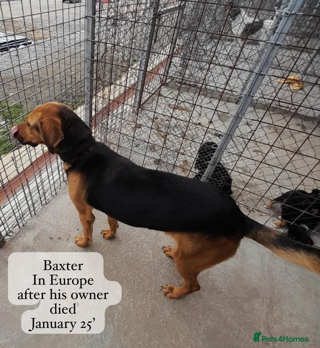 Mixed Breed dogs for adoption: Baxter, 5 yrs old boy. Available for adoption. - Image 12