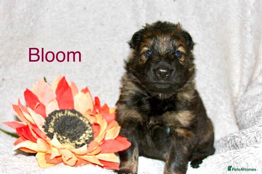 German Shepherd dogs for sale: German shepherd puppies  - Image 7