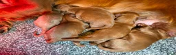 Cockapoo dogs for sale: Cockapoo Puppies - Advert 19