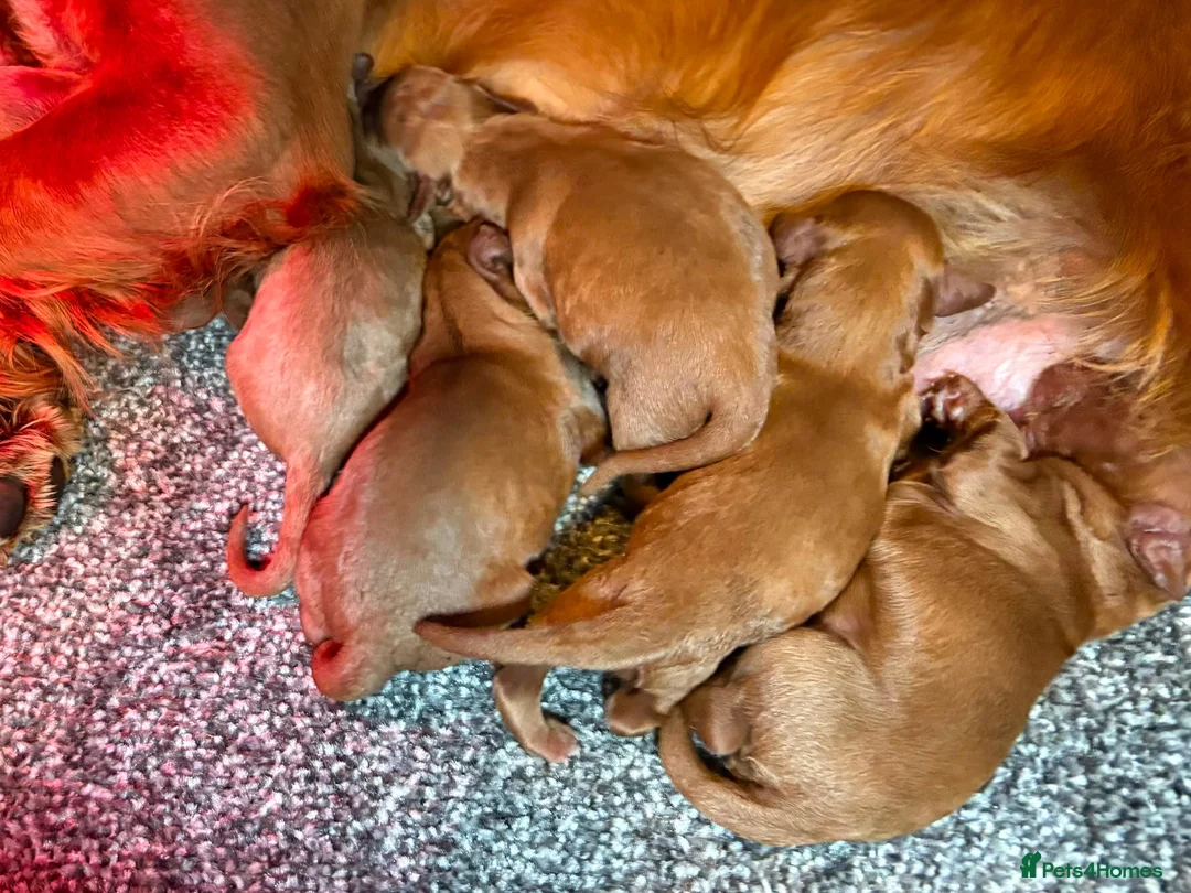 Cockapoo dogs for sale: Cockapoo Puppies - Advert 19