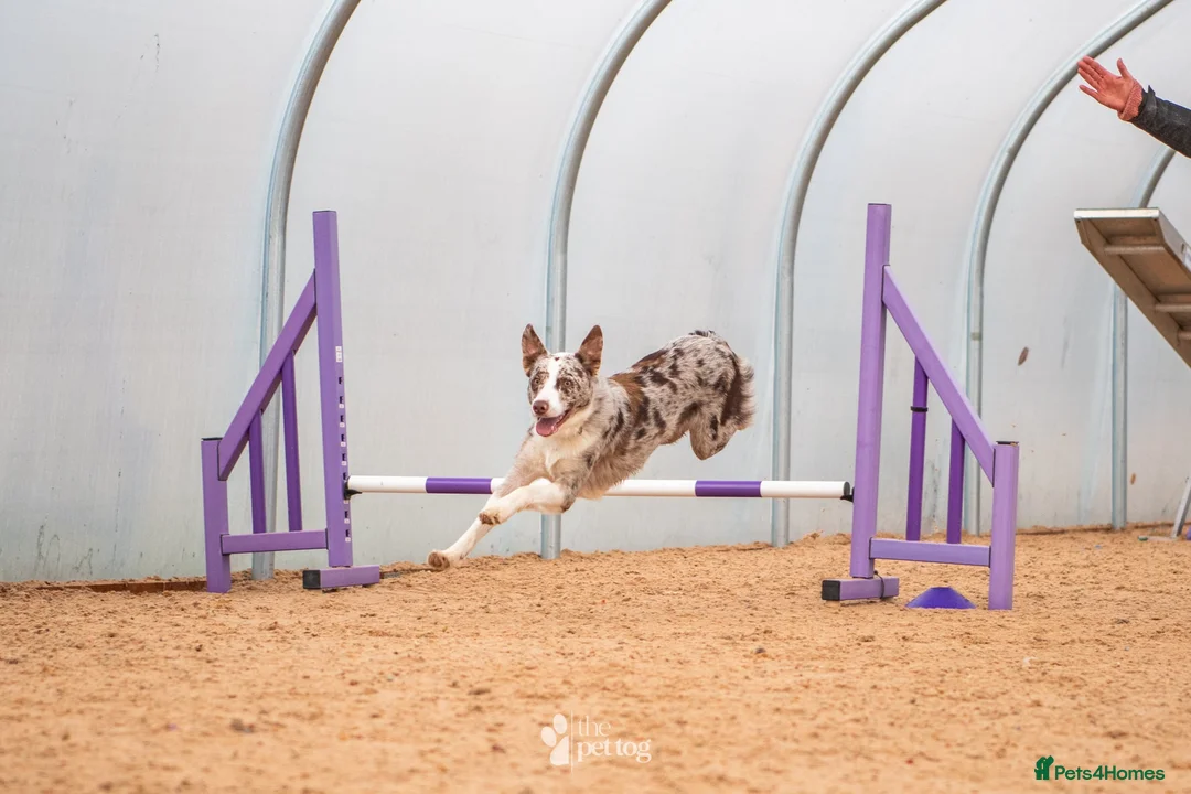 Border Collie dogs for stud: ISDS/KC duel reg Health tested for stud  - Advert 10