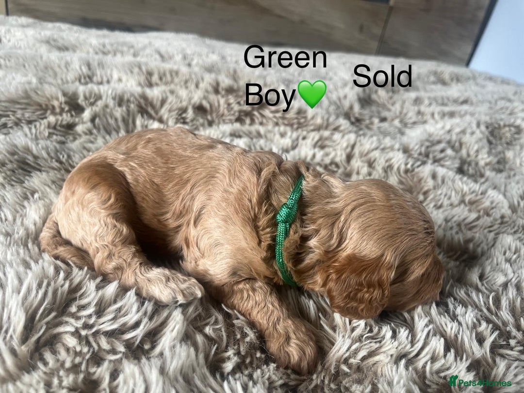 Cavapoo dogs for sale: ⭐️F1B COCKAPOO PUPS⭐️ - Image 14