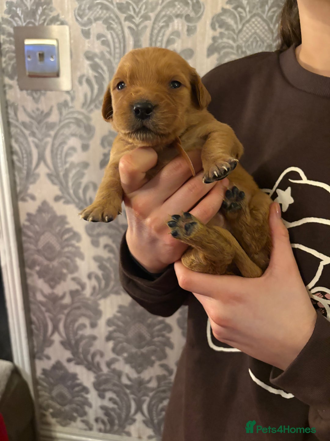 Golden Retriever dogs for sale: Adorable golden retriever puppies  - Advert 5