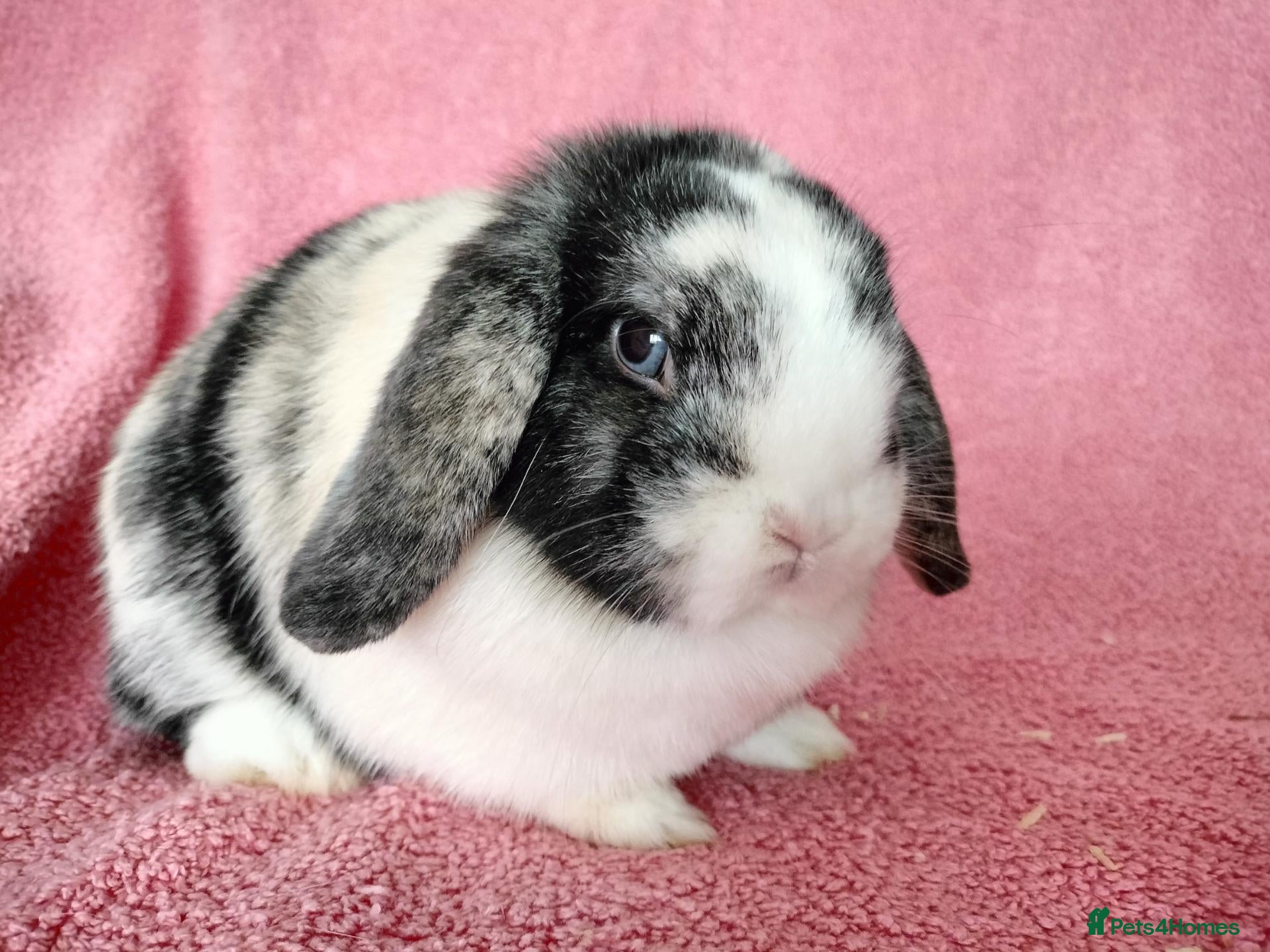 Mini Lop rabbits for sale: Mini lops for sale  - Advert 9